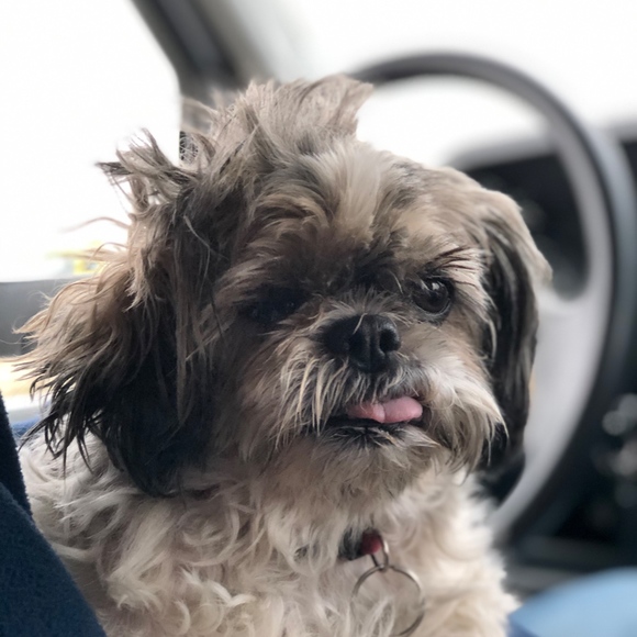 Meet your Posher, Viva - Picture 4 of 8